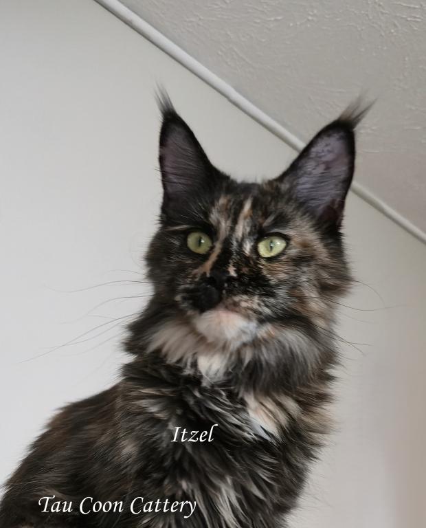 Itzel Black Tortie photo 99