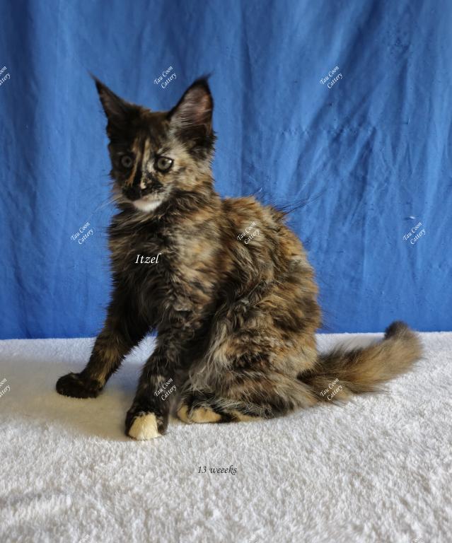 Itzel Black Tortie photo 67
