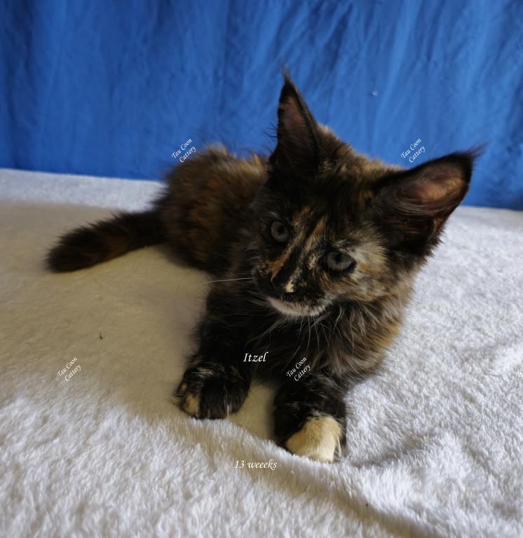 Itzel Black Tortie photo 70
