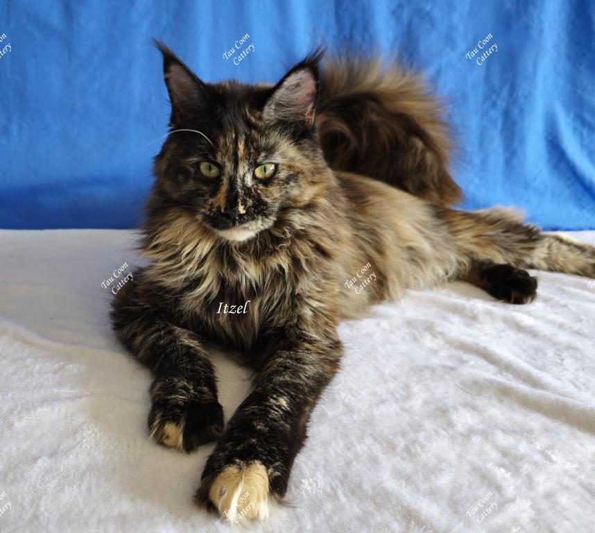 Itzel Black Tortie photo 26