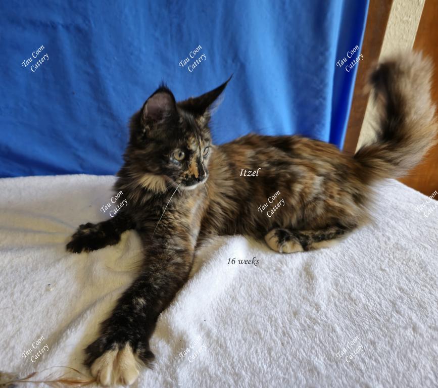 Itzel Black Tortie photo 58