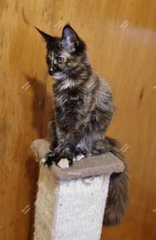 Itzel Black Tortie photo 62
