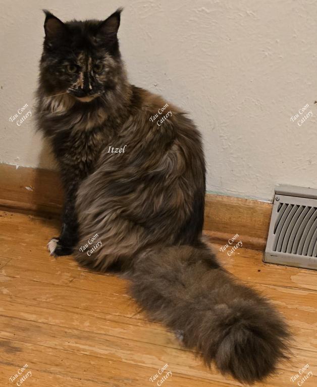 Itzel Black Tortie photo 30