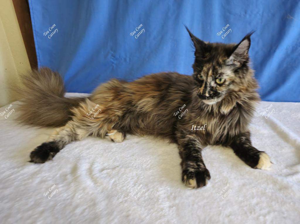 Itzel Black Tortie photo 20