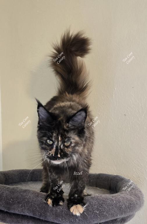 Itzel Black Tortie photo 44