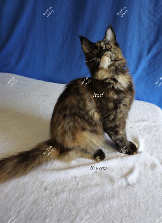 Itzel Black Tortie photo 51