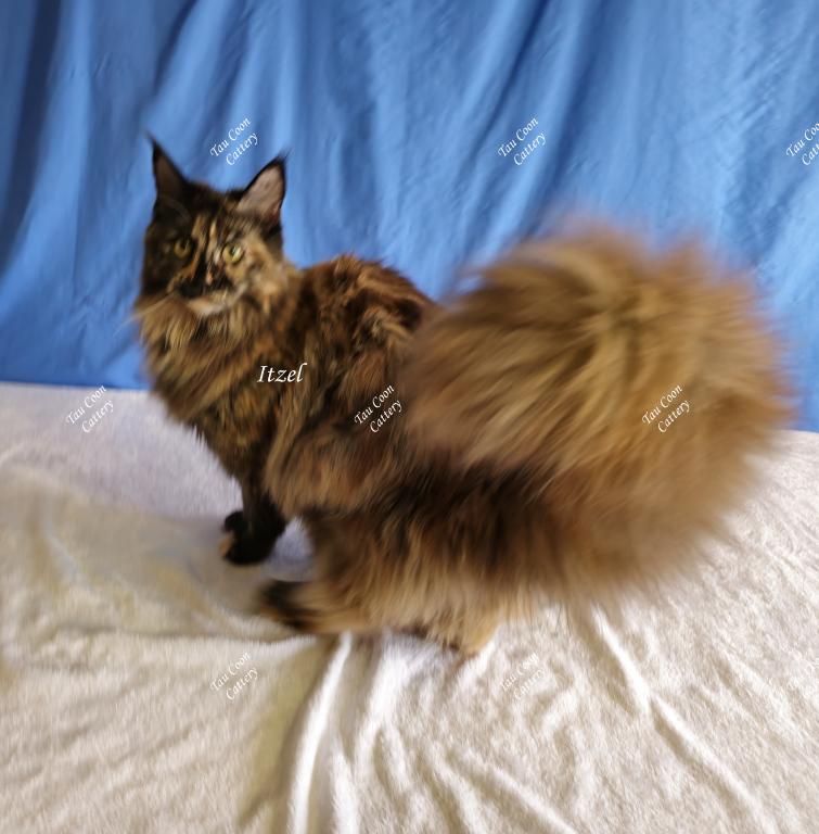 Itzel Black Tortie photo 31