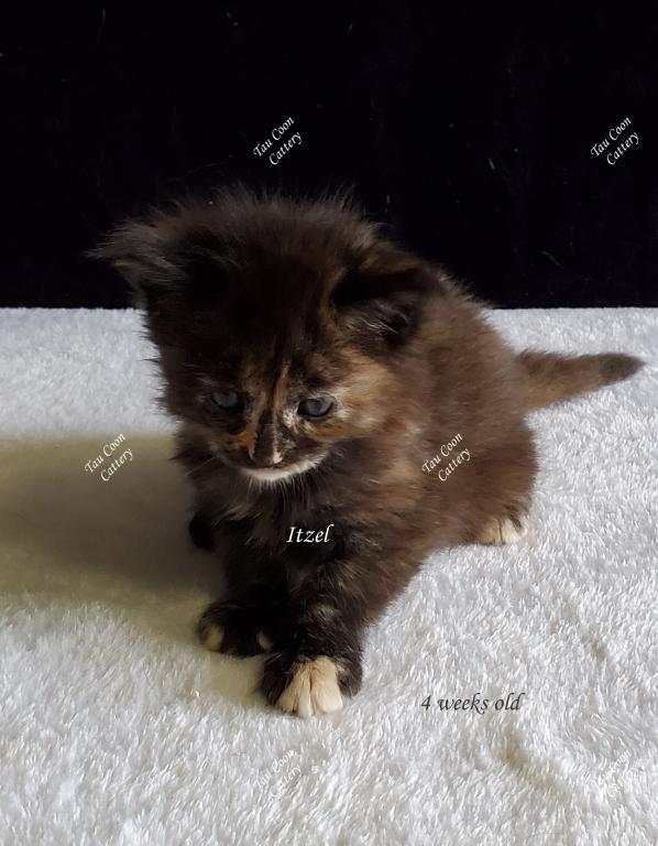 Itzel Black Tortie photo 90