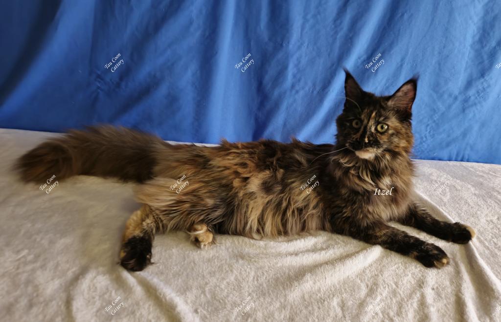 Itzel Black Tortie photo 35