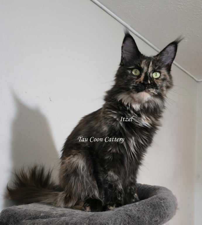 Itzel Black Tortie photo 5