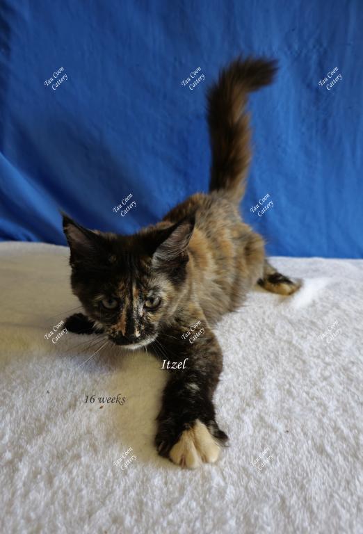 Itzel Black Tortie photo 60