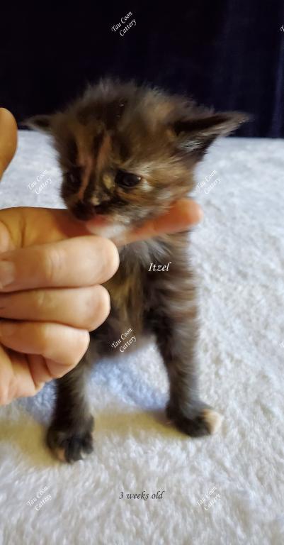 Itzel Black Tortie photo 94