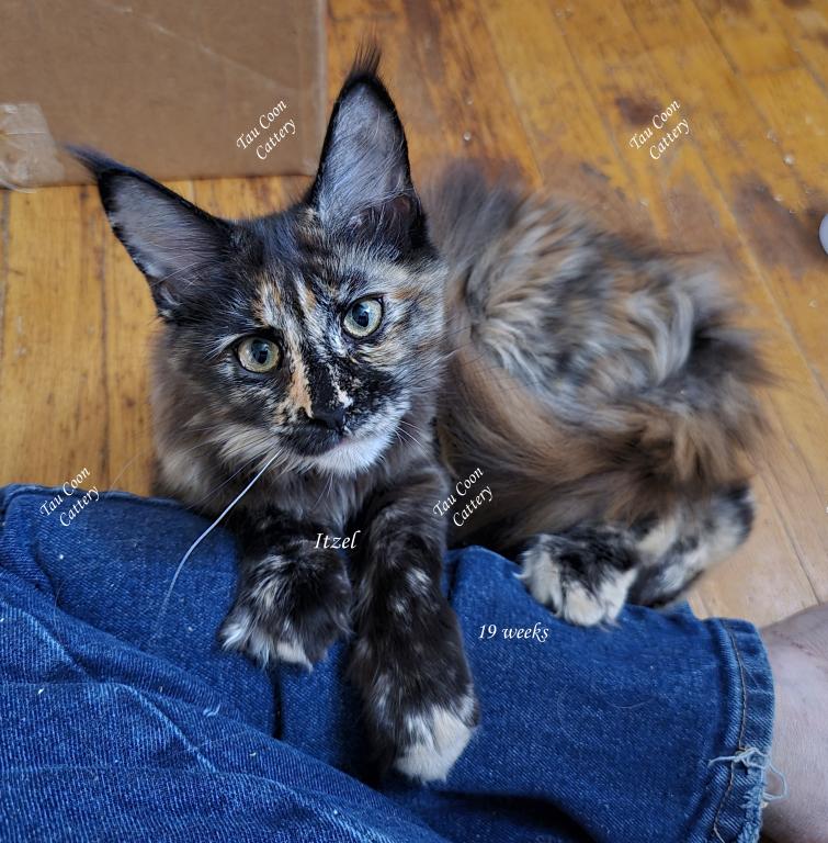 Itzel Black Tortie photo 54