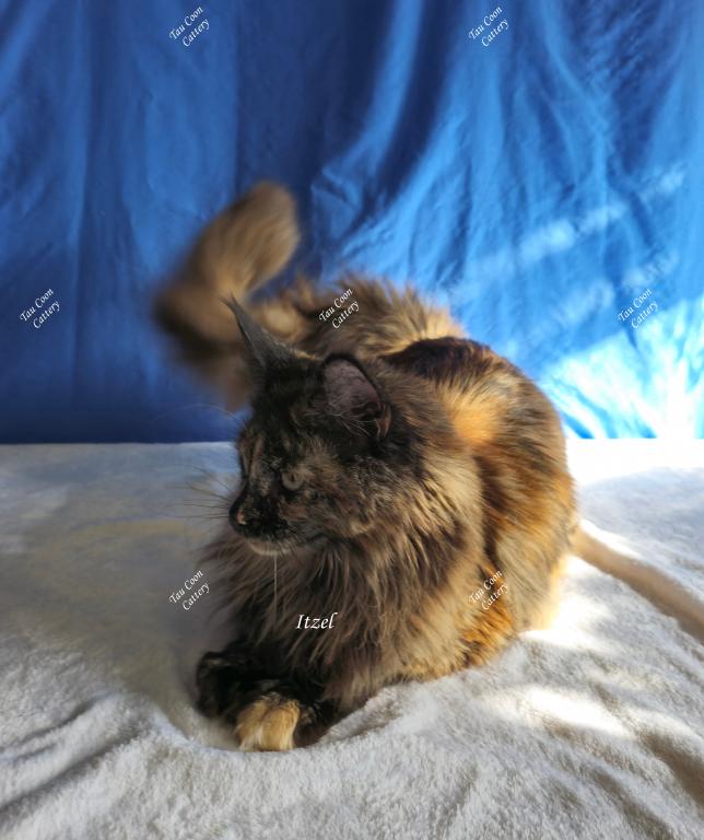 Itzel Black Tortie photo 42