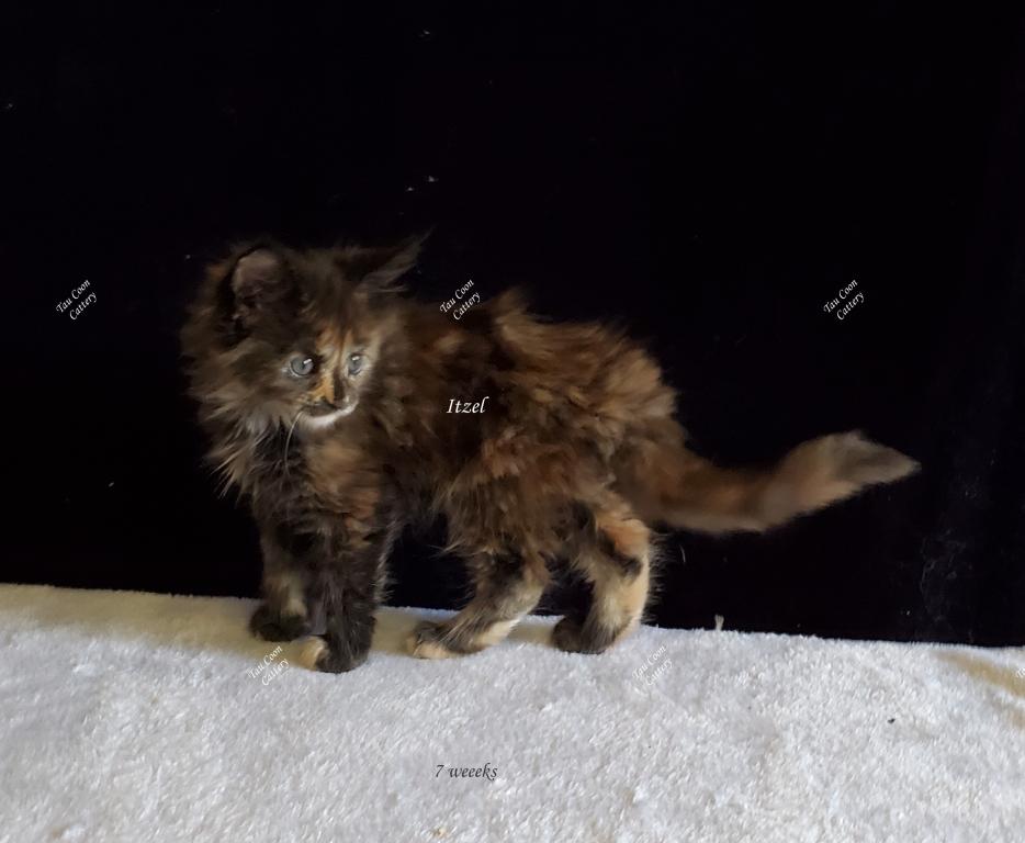 Itzel Black Tortie photo 78