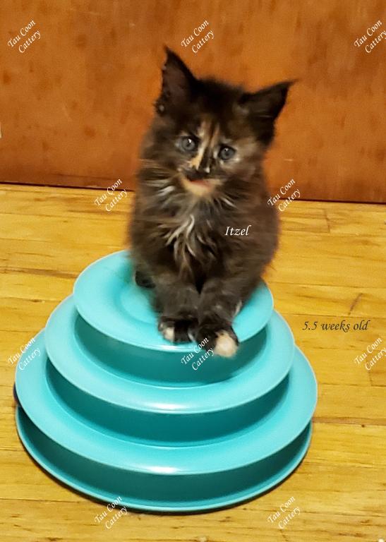 Itzel Black Tortie photo 84