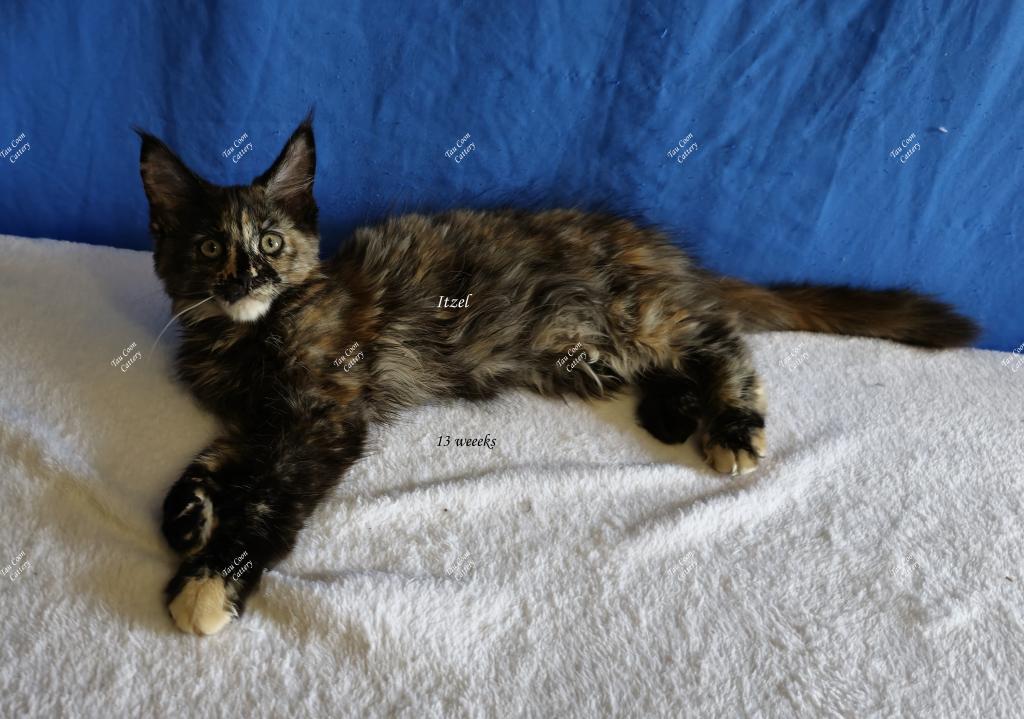 Itzel Black Tortie photo 68