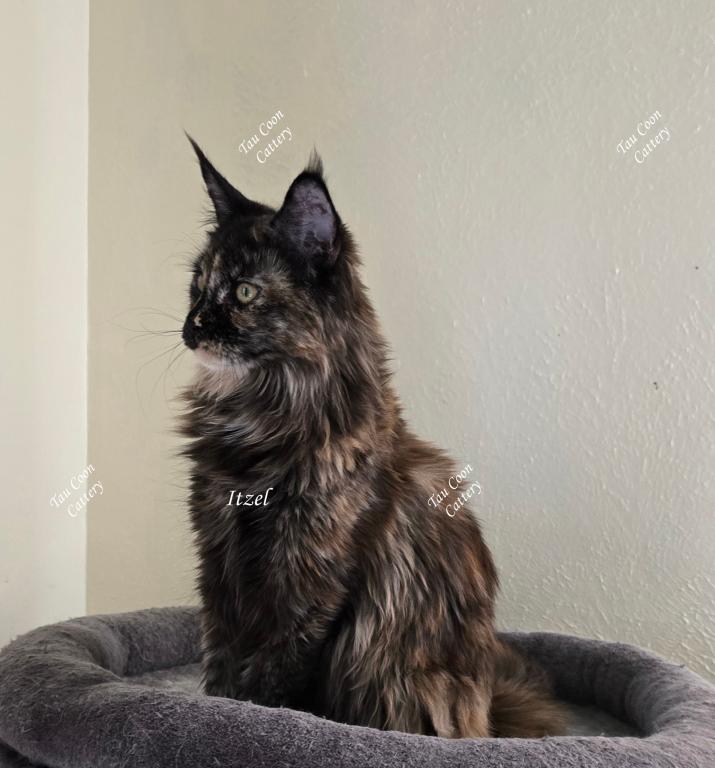 Itzel Black Tortie photo 39