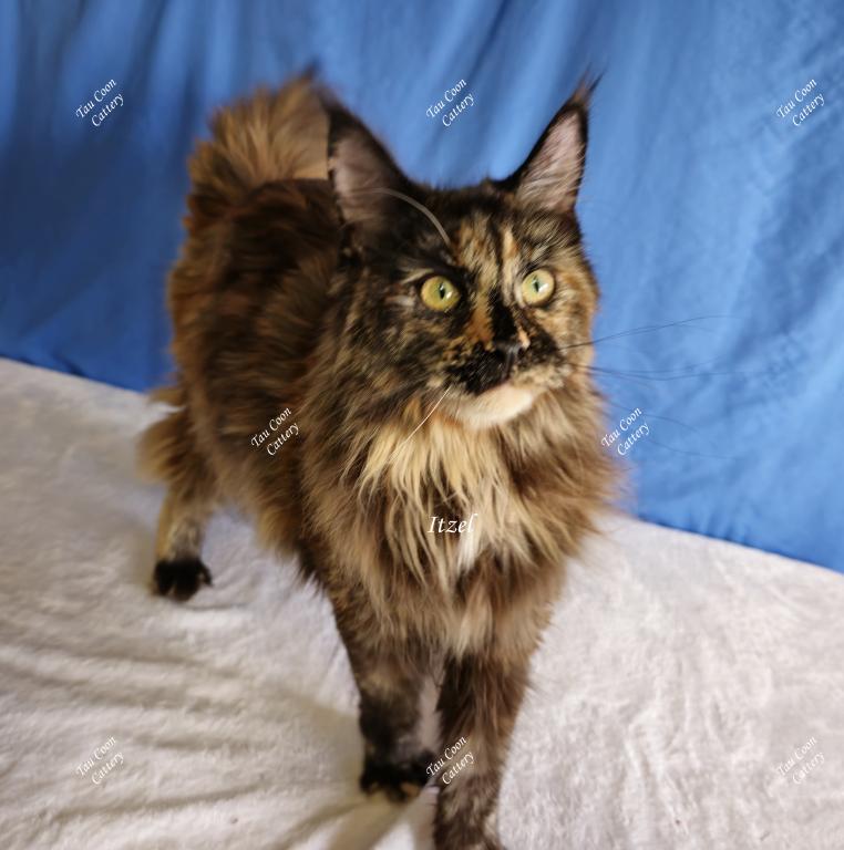 Itzel Black Tortie photo 32