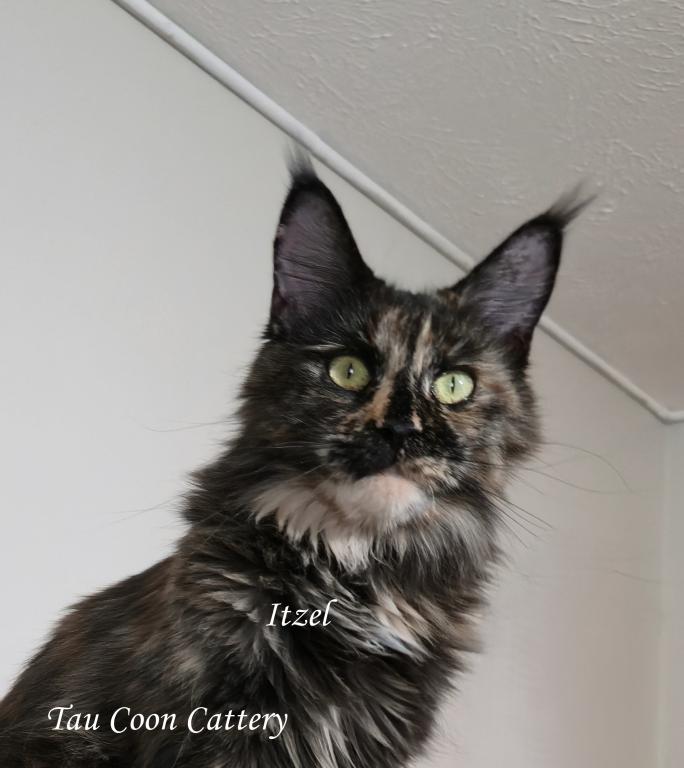 Itzel Black Tortie photo 98
