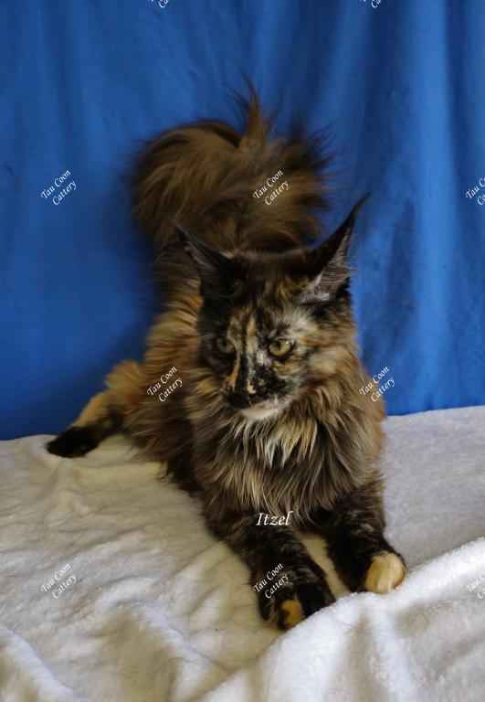 Itzel Black Tortie photo 15