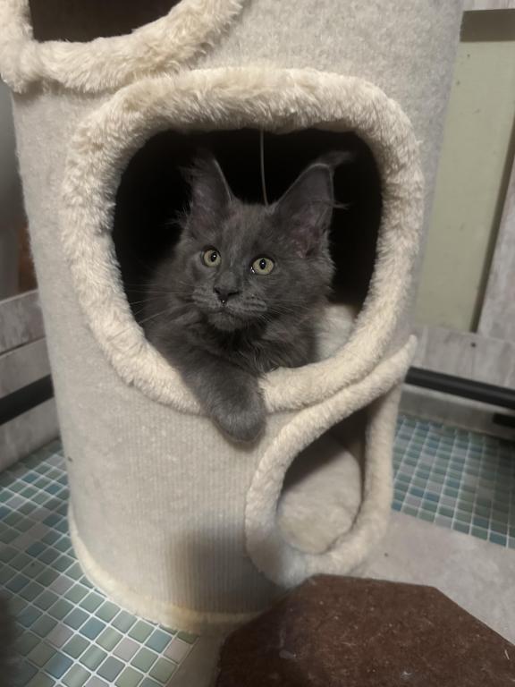 Maine Coon Kittens photo 10