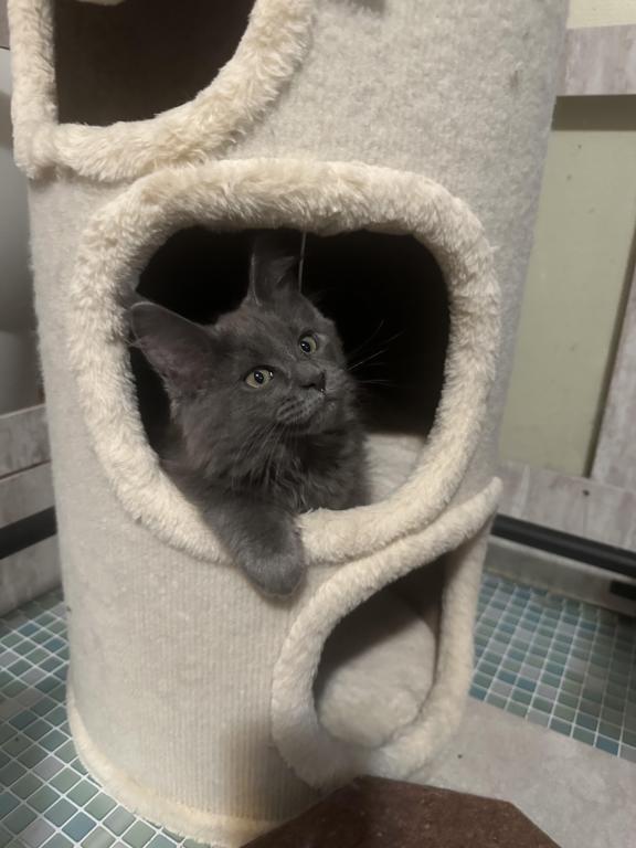 Maine Coon Kittens photo 9