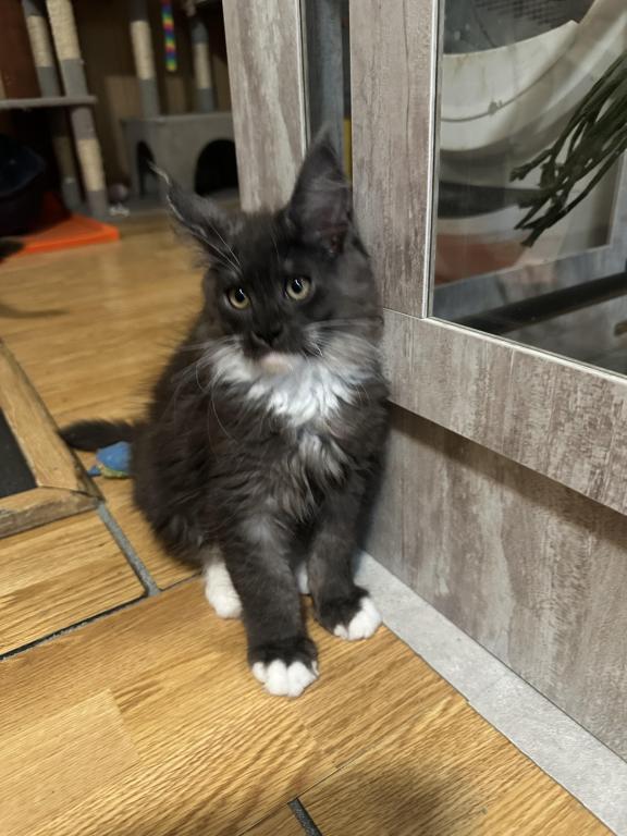 Maine Coon Kittens photo 15
