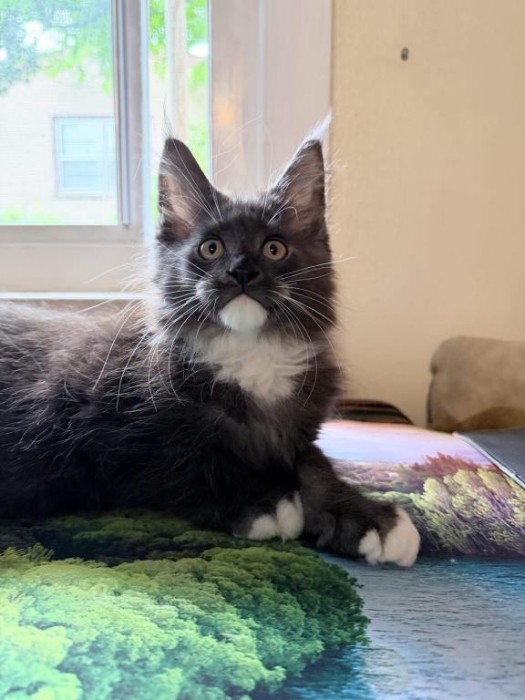 Maine Coon Kittens photo 7