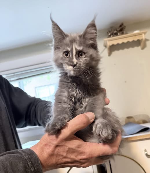 Maine Coon Kittens photo 5