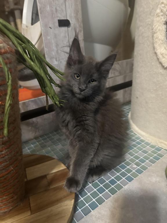 Maine Coon Kittens photo 11