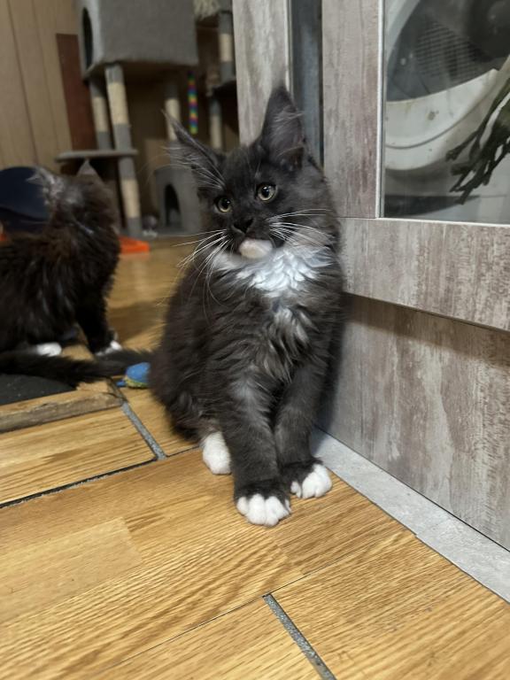 Maine Coon Kittens photo 13