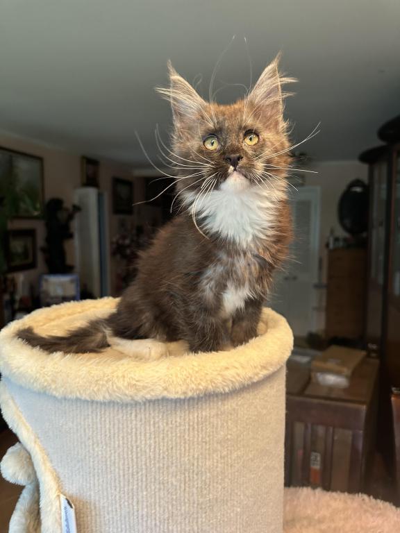 Maine Coon Kittens photo 2