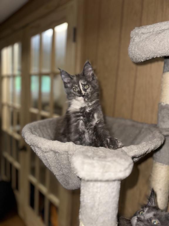 Maine Coon Kittens photo 3