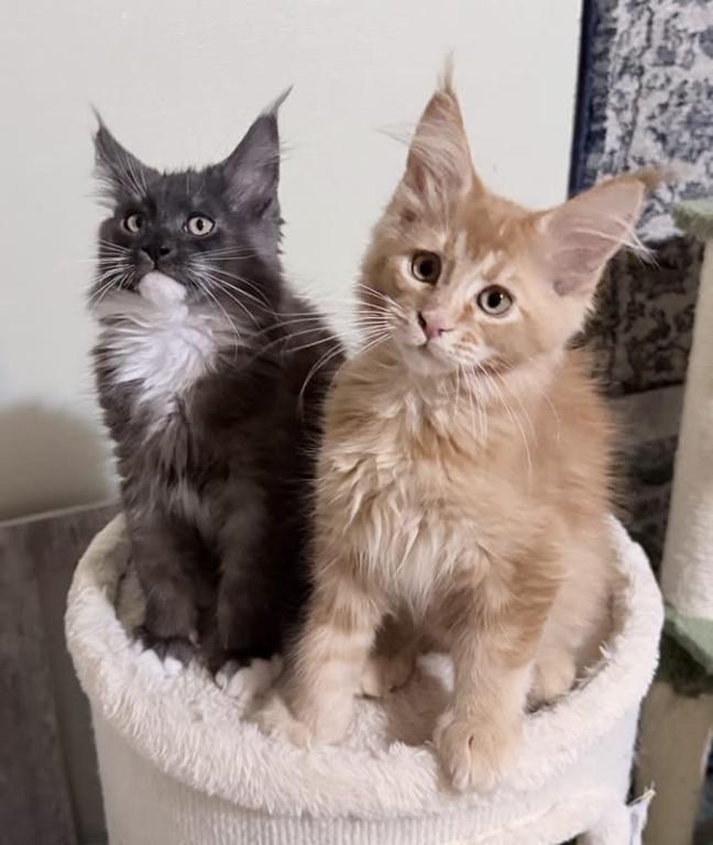 Maine Coon Kittens photo 6