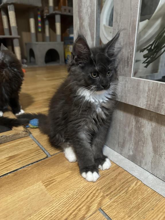 Maine Coon Kittens photo 14