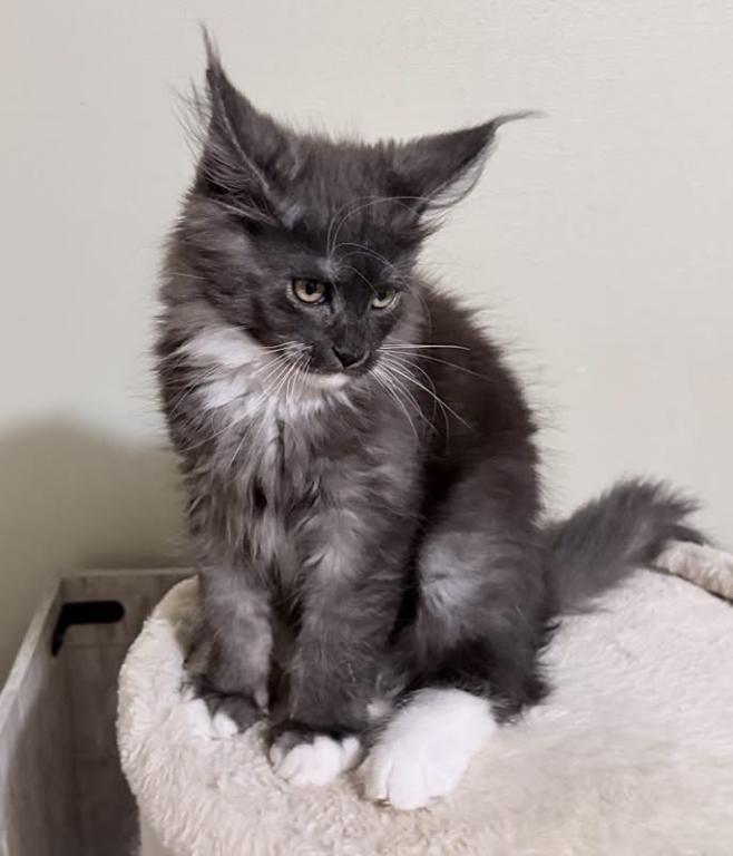 Maine Coon Kittens photo 4