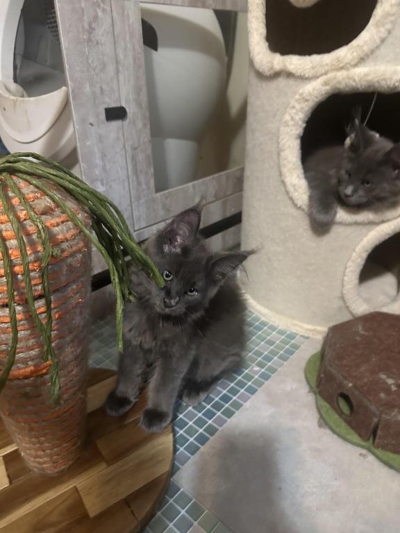 Maine Coon Kittens photo 8