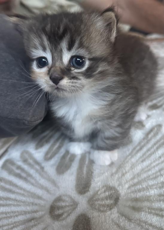 Scottish Fold Kilt photo 6