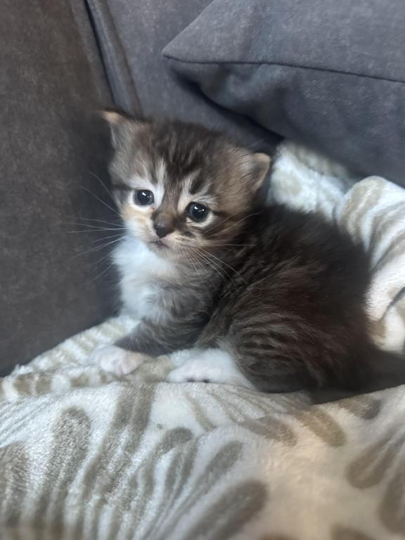 Scottish Fold Kilt photo 3
