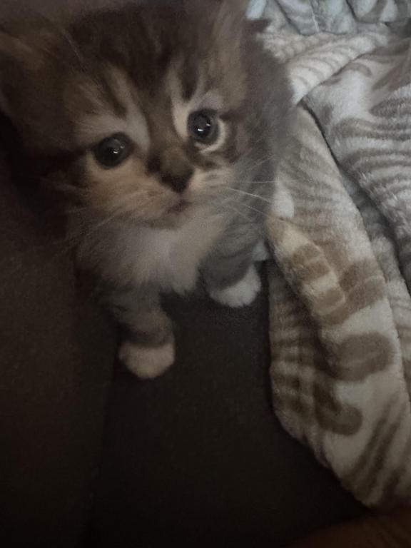 Scottish Fold Kilt photo 2