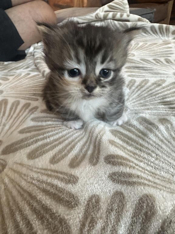 Scottish Fold Kilt photo 4