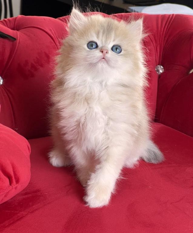 British Longhair Blue Golden Male photo 3