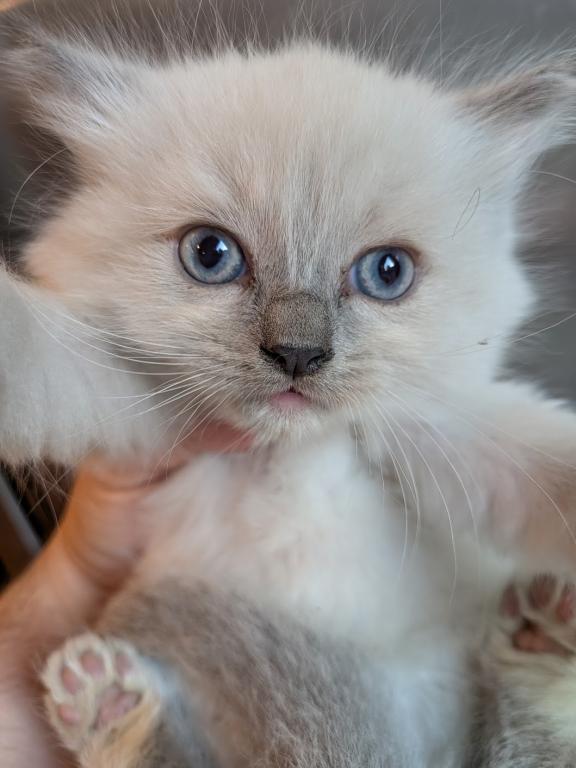 BOWZER BLUE MITTED photo 3