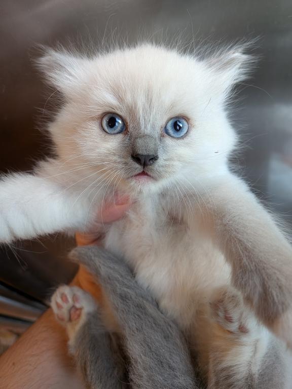 BOWZER BLUE MITTED