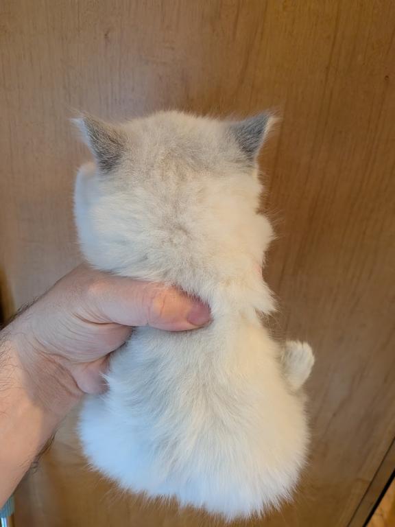 BOWZER BLUE MITTED photo 2