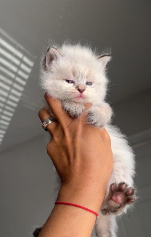 Siberian Babies One Female Left photo 3