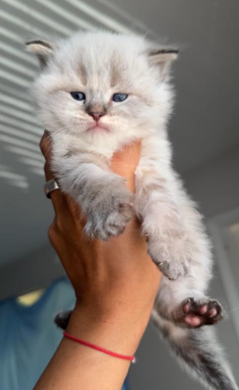 Siberian Babies One Female Left photo 4