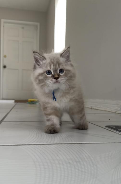 Siberian Babies One Female Left