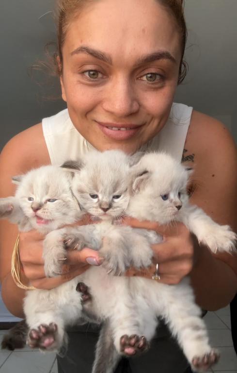 Siberian Babies One Female Left photo 2